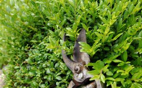 come potare le siepi