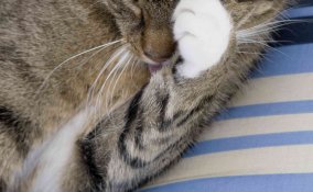 come pulire occhi gattini