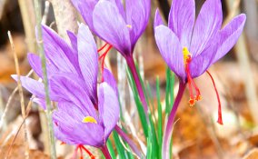 proprietà dello zafferano