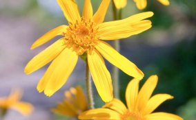 arnica proprietà e benefici