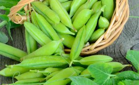 come coltivare i piselli