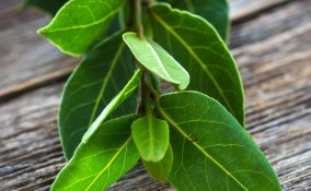 alloro proprietà terapeutiche