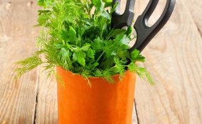 come coltivare il prezzemolo in casa