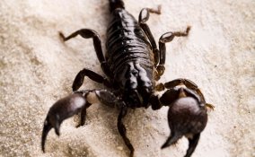 sognare scorpioni significato