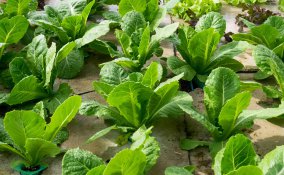 coltivare indoor guida