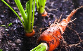 come coltivare le carote in casa