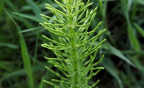 equiseto proprietà e controindicazioni