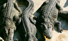 sognare coccodrilli significato