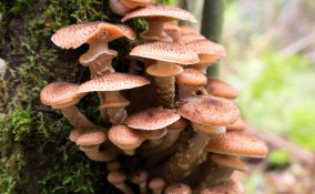 sognare funghi significato