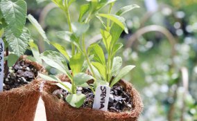 come coltivare la stevia in casa