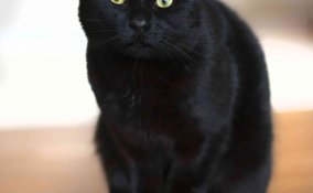 cosa significa sognare gatti neri