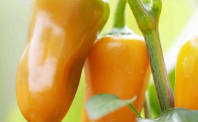 Come coltivare i peperoni