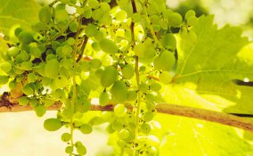 sognare uva bianca cosa significa