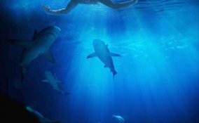 cosa significa sognare squali