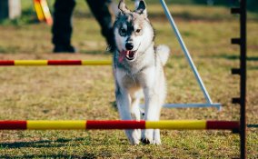 Lo sport giusto per Fido