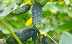 come coltivare i cetrioli