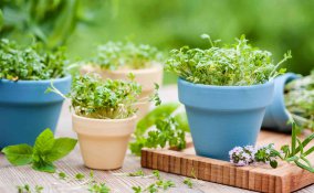come coltivare le piante aromatiche in vaso