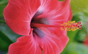 Ibisco, i consigli per coltivare la pianta in casa