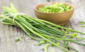 Erba cipollina proprietà, benefici e controindicazioni