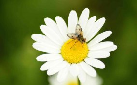 Punture di insetti rimedi tradizionali e naturali 