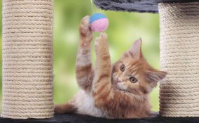 come costruire giochi per gatti