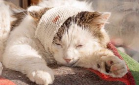 Come disinfettare una ferita a un gatto