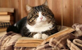 allevare ed educare un gatto