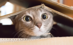 I giochi fai da te per il tuo gatto