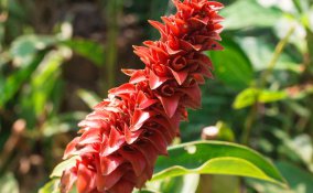 come coltivare la curcuma guida