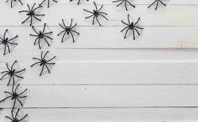 come eliminare i ragni