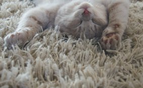 come pulire la moquette