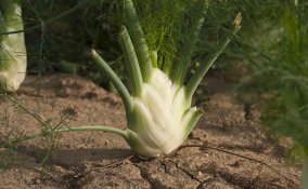 coltivazione finocchio guida