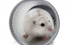 come costruire un parco giochi per criceti