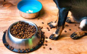 animali domestici, pulizia, rimedi naturali