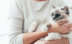 animali, rogna, gatto