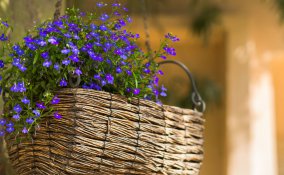 fiori primaverili, fiori da piantare maggio, fiori balcone, fiori maggio