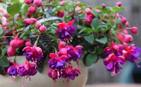 coltivare fucsia in vaso, coltivare fucsia