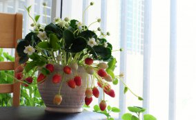 coltivare fragole vaso