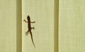 geco casa allontanare, geco casa, eliminare gechi