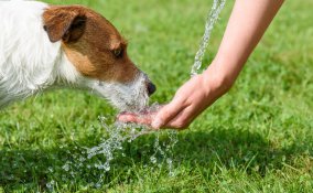 cane, colpo calore, strategie anti caldo