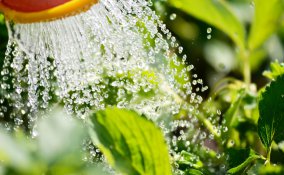 come annaffiare piante vacanza