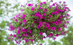 fiori balcone pendenti, fiori balcone estivi