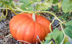 come coltivare zucca