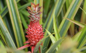 coltivare ananas, come coltivare ananans vaso