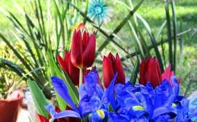  fiori da seminare in autunno, fiori autunnali, bulbi primaverili 