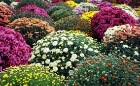 come coltivare crisantemi giardino, coltivare crisantemi