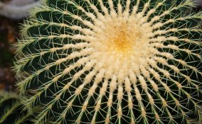 cuscino della suocera pianta, coltivare piante grasse