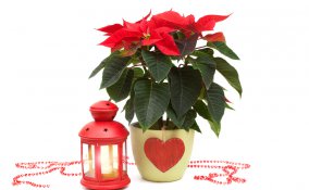 curare stella di natale, coltivare stella di natale