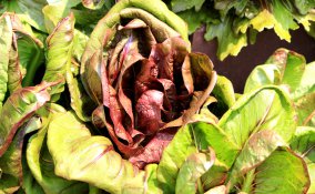 coltivare cicoria vaso