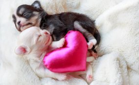 allattare cuccioli cane, allattamento artificiale cane 